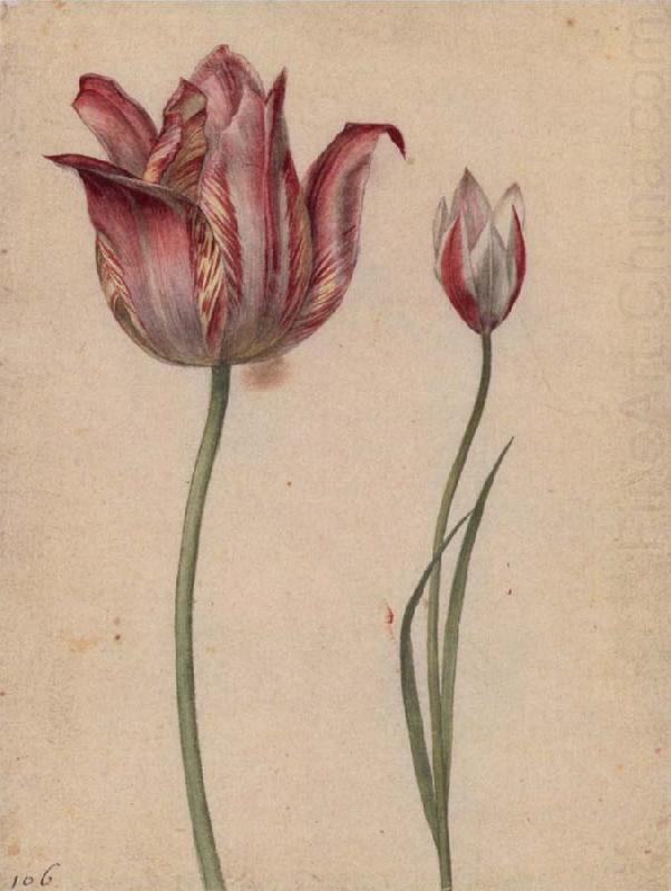 Two Tulips, Georg Flegel